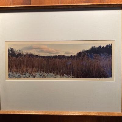 Photograph Berkshire Reeds 1988 by Michelle Baylis  
