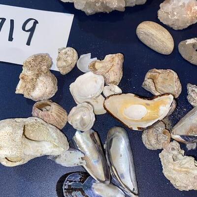 Lot 719 - Crystals and shells