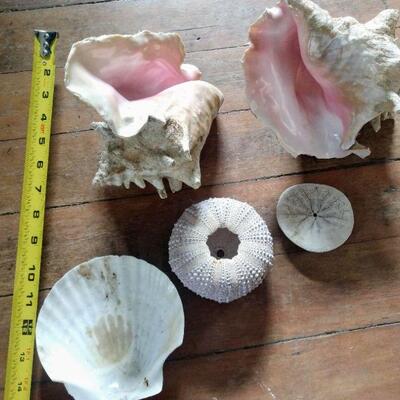 Lot of Shells