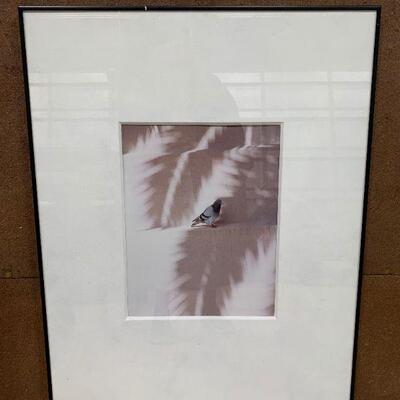 #21 Framed Pigeon Photo