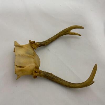 .292. Three Small Sets of Antlers