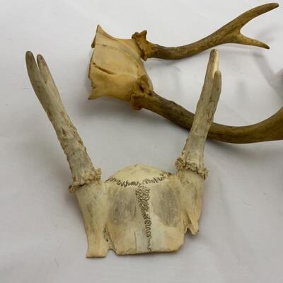 .292. Three Small Sets of Antlers