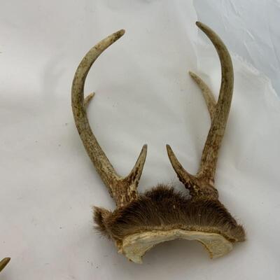 .292. Three Small Sets of Antlers