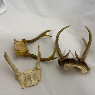 .292. Three Small Sets of Antlers