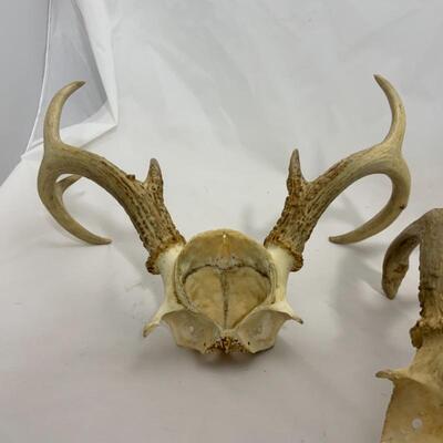 .293. Two Larger Sets of Antlers