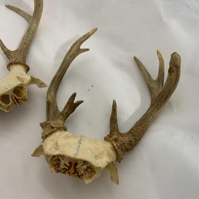 .293. Two Larger Sets of Antlers