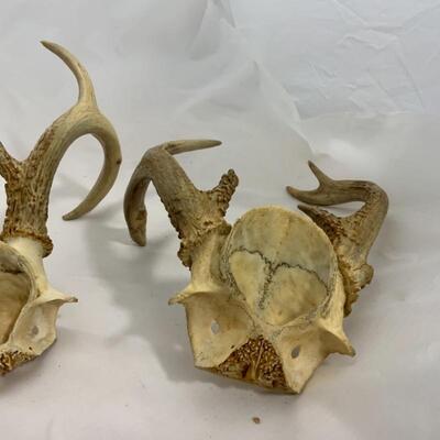 .293. Two Larger Sets of Antlers