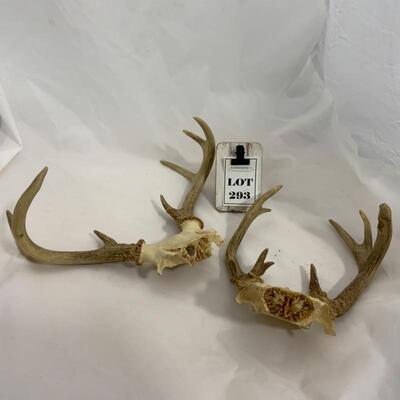 .293. Two Larger Sets of Antlers