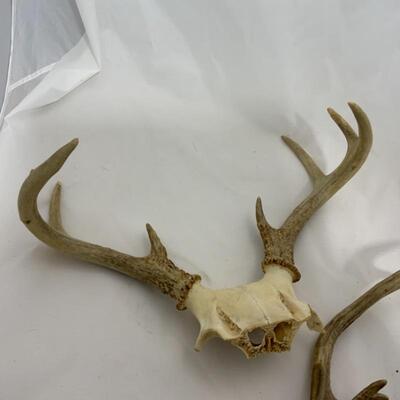.293. Two Larger Sets of Antlers