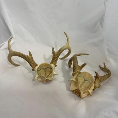 .293. Two Larger Sets of Antlers