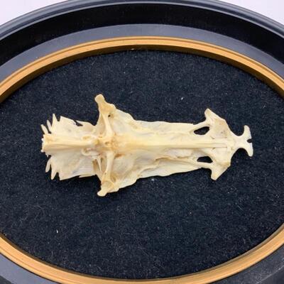 .294. Framed Crucifix Fish