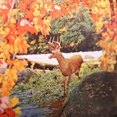 Lot 7 Vintage Framed Print of Deer/Stag