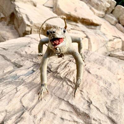 LOT 38  VINTAGE TAXIDERMY IGUANA 
