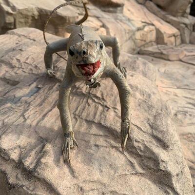 LOT 38  VINTAGE TAXIDERMY IGUANA 