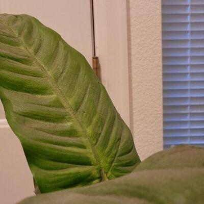 Lot 79: Large Artificial House Plant 46" Tall