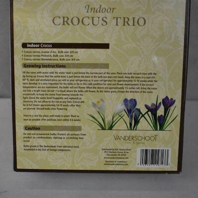 Indoor Crocus Trio: 3 Glass Vases & 3 Crocus Bulbs