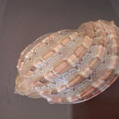 Lot 676 - Real Shell Art