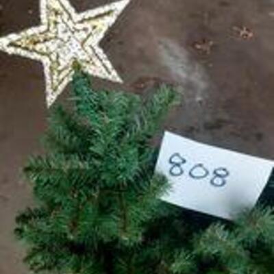 Lot 808 - 2 small trees with Stars