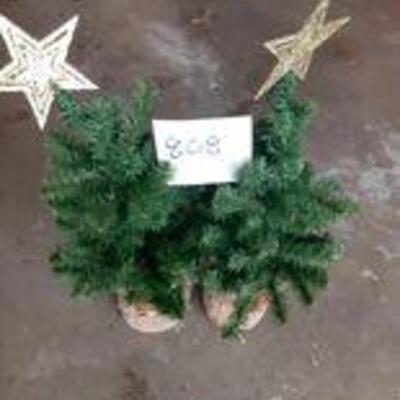 Lot 808 - 2 small trees with Stars