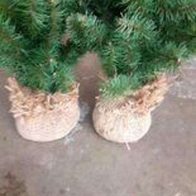 Lot 808 - 2 small trees with Stars
