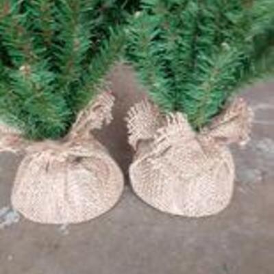 Lot 809 - two small trees