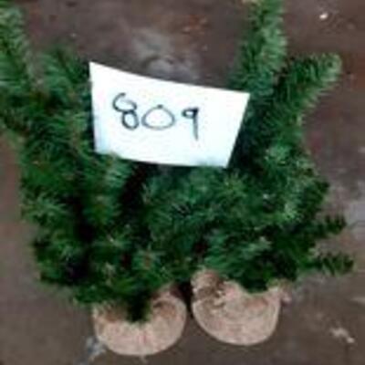 Lot 809 - two small trees