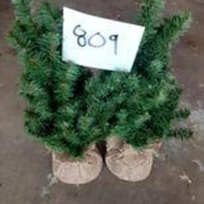 Lot 809 - two small trees