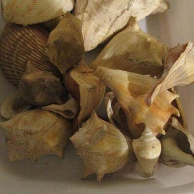 Lot 87 - Collection of Shells