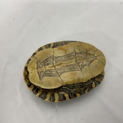 -32- VINTAGE | Turtle Shell