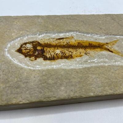 Lot #71 Fossil fish