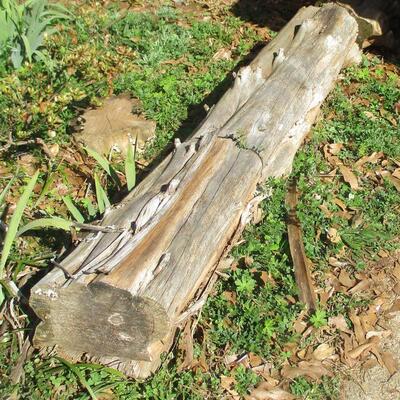 Lot 130 - Large Piece of Cedar Wood LOCAL PICK UP ONLY