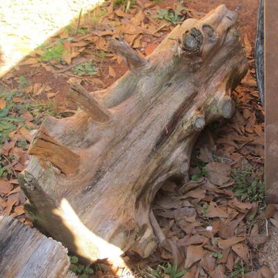Lot 131 - Smaller Piece of Cedar Wood LOCAL PICK UP ONLY