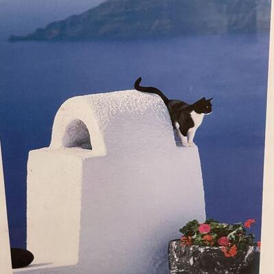 A7: Framed Print of Cat in Greece
