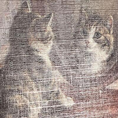 A8: Framed Print on Board of Cat looking in Mirror