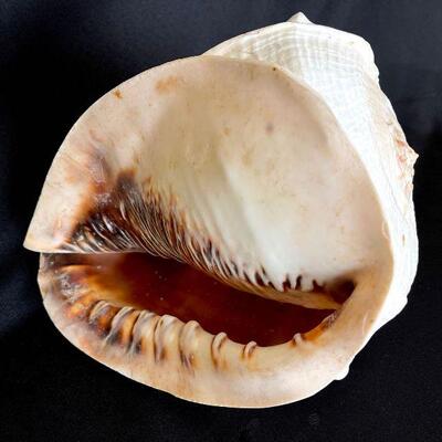 VERY Large and rare Queen Conch Seashell