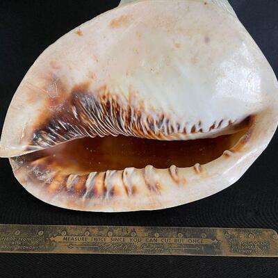 VERY Large and rare Queen Conch Seashell