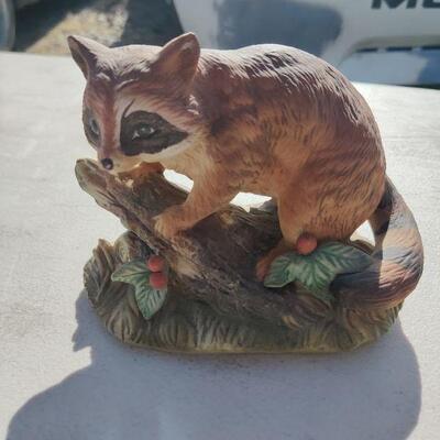Raccoon 
