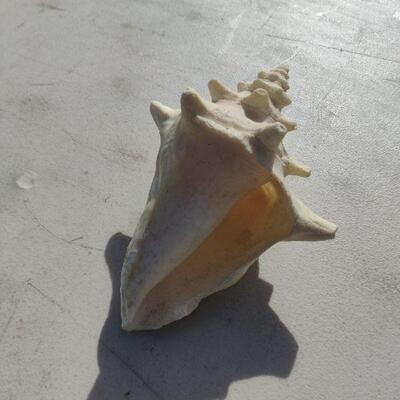 Sea shell
