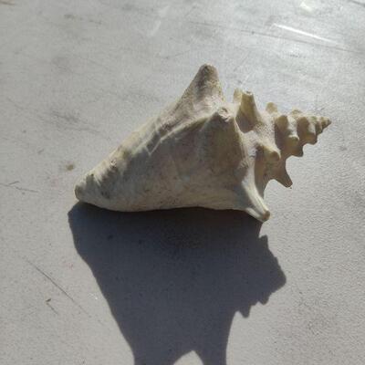 Sea shell