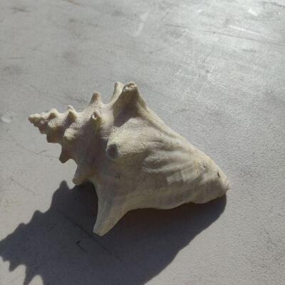 Sea shell