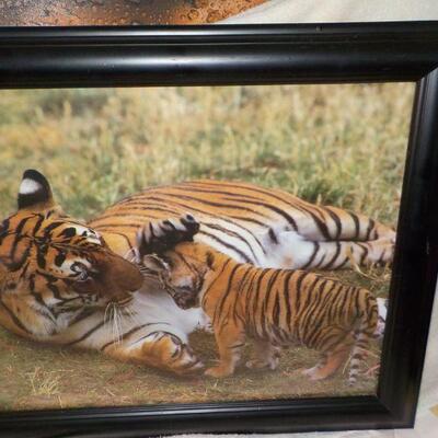 "Beautiful Professional Full size Tiger mom and Baby frame picture."