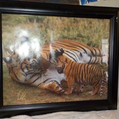"Beautiful Professional Full size Tiger mom and Baby frame picture."