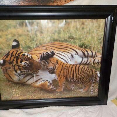 "Beautiful Professional Full size Tiger mom and Baby frame picture."