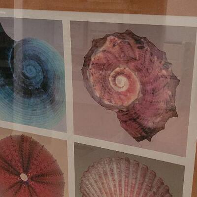 Lot 242: New Home Deco LARGE Fine Art Print "SHELL COLLECTION"