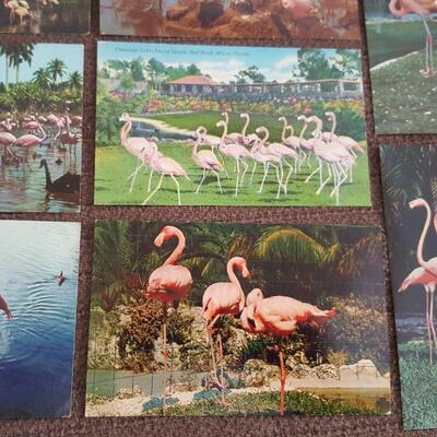 Flock of Flamingo's Postcards