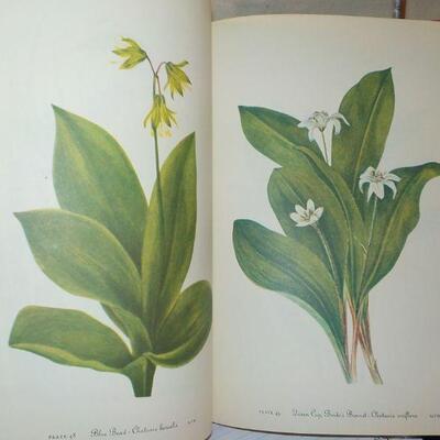 " Wild Flowers of America." by Abe Learner and Bracket.