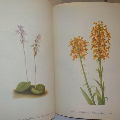 " Wild Flowers of America." by Abe Learner and Bracket.