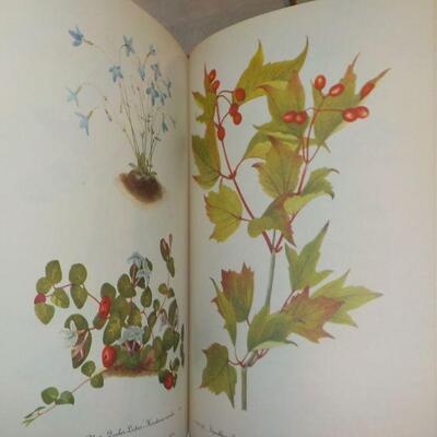 " Wild Flowers of America." by Abe Learner and Bracket.