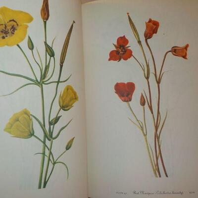 " Wild Flowers of America." by Abe Learner and Bracket.