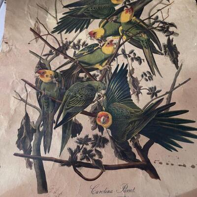 John J Audubon print Carolina Parrot 